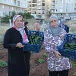 Mardin Artuklu Kent Kadın Bostanları'nda ilk hasat sevinci