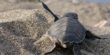 Mavi Gönüllüleri, Caretta Caretta’ları Akdeniz’le buluşturuyor